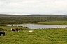 irland058.jpg